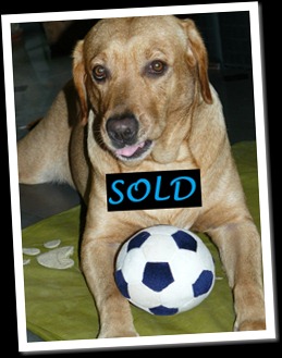 gin sold
