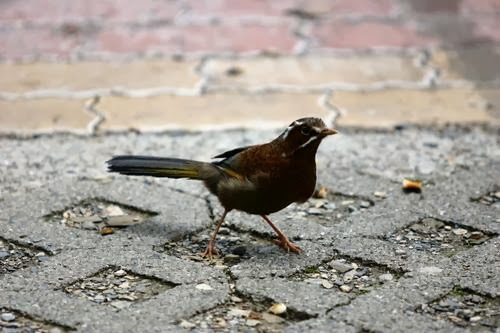 IMG_0870.JPG