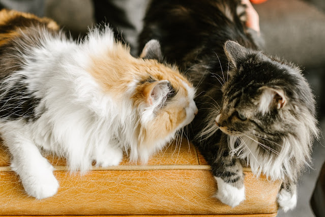 pareja de gatos