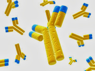Pengertian dan Fungsi Antigen Antibodi