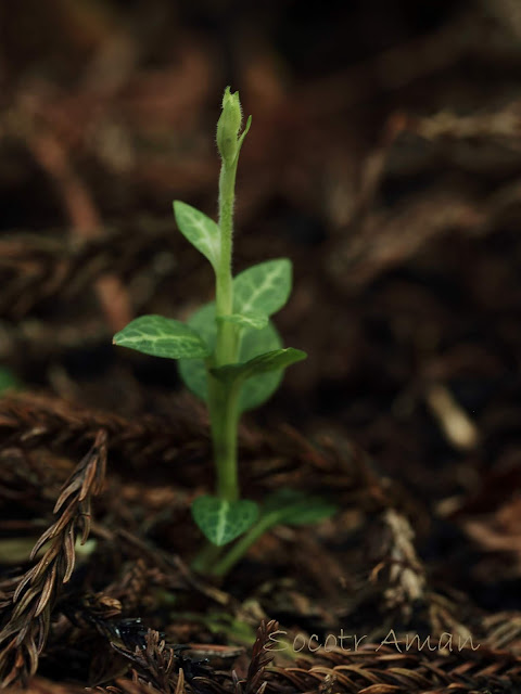 Goodyera schlechtendaliana