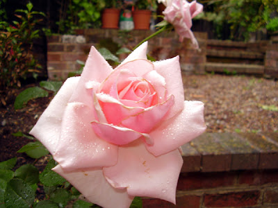 Beautiful rose.