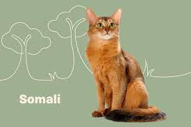 Somali: Cat Breed Profile Characteristics, History, Care Tips, and Helpful Information for Pet Owners