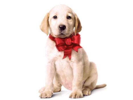 marley and me wallpaper. marley and me puppy. the