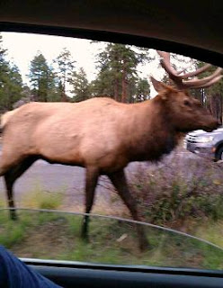 Elk in Northern Arizona