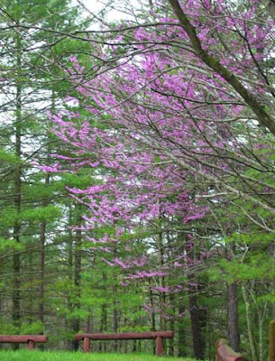 flowering tree