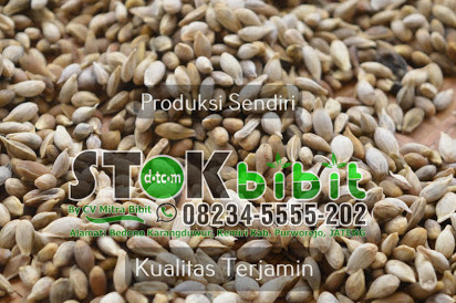 Bisbul                                    manfaat buah bisbul untuk kesehatan