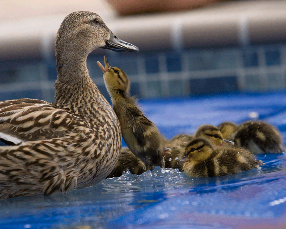 Mom Baby Duck