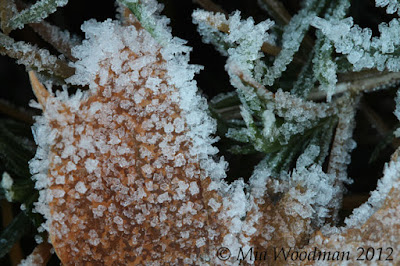 frosty leaf