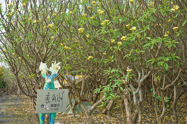 彰化田尾鹿角樹與雞蛋花的相遇，龍貓隧道神秘感的緬梔鹿角森林