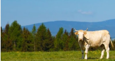 sapi potong dwiguna