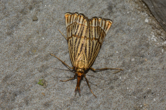 Chrysocrambus linetella