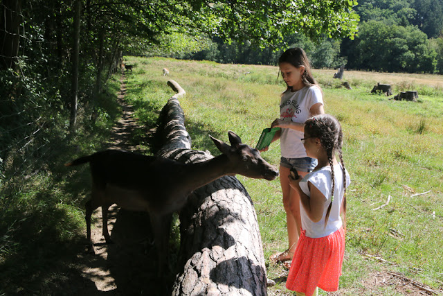 Hunsrück Wildpark Rheinböllen, Hirsche füttern