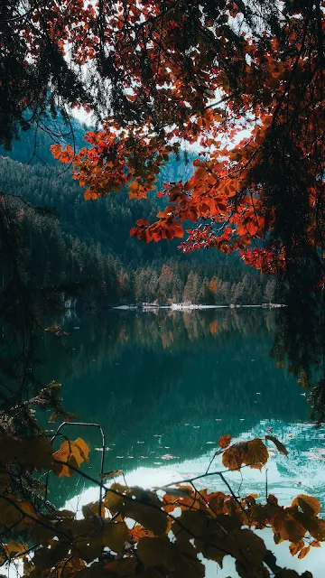 Nature, Lake, Forest, Trees, Branches