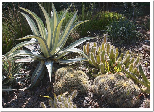 120414_RBG_Agave-americana-mediopicta-alba- -cacti