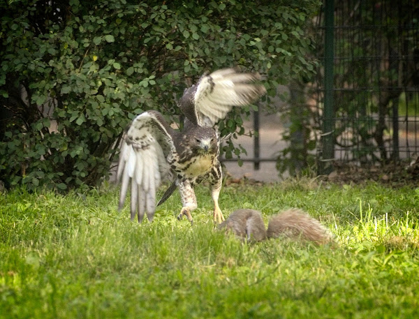 Fledgling red-tail chasing a squirrel