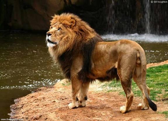 Lion|Dangerous, African Lion, Beautiful Lion, Forest, Park Family Felidae Lion, Big Cats, Big Teeth Lion