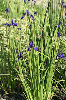 Iris typhifolia 