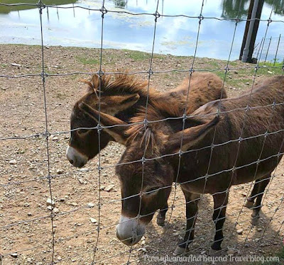 Lake Tobias Wildlife Park in Halifax, Pennsylvania 