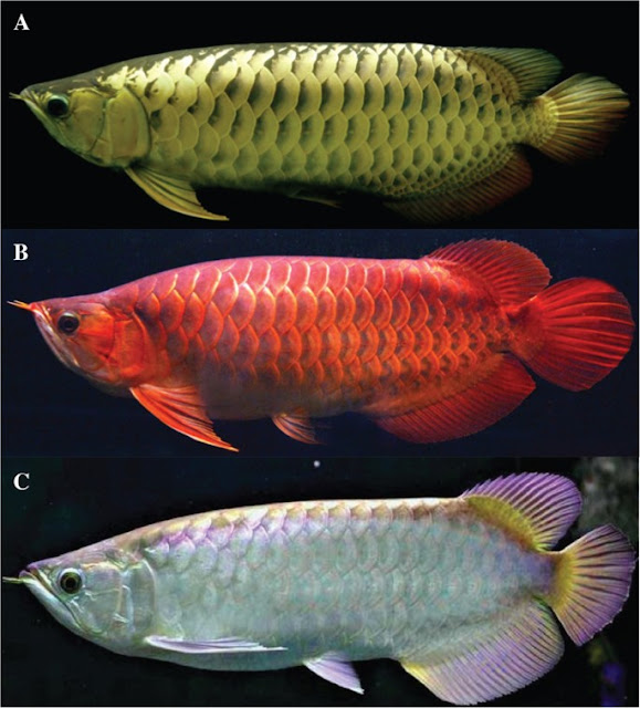 Scleropages formosus, Asian Arowana, Arwana Kalimantan