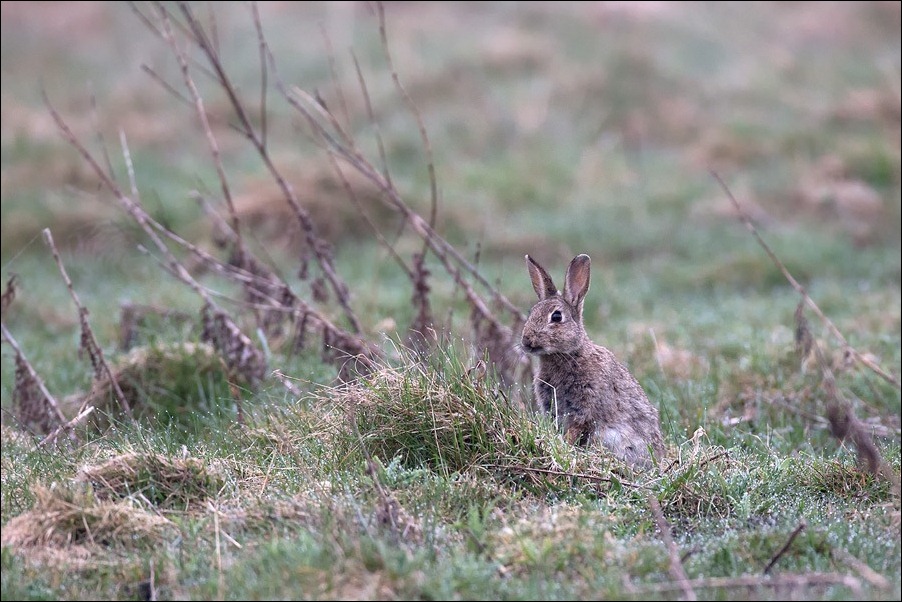 Rabbit, Sigma 500mm f4.5
