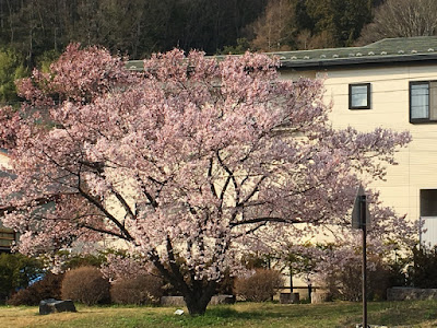 高遠駅の桜