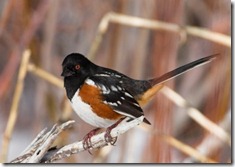 towhee