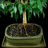 fikus bonsai