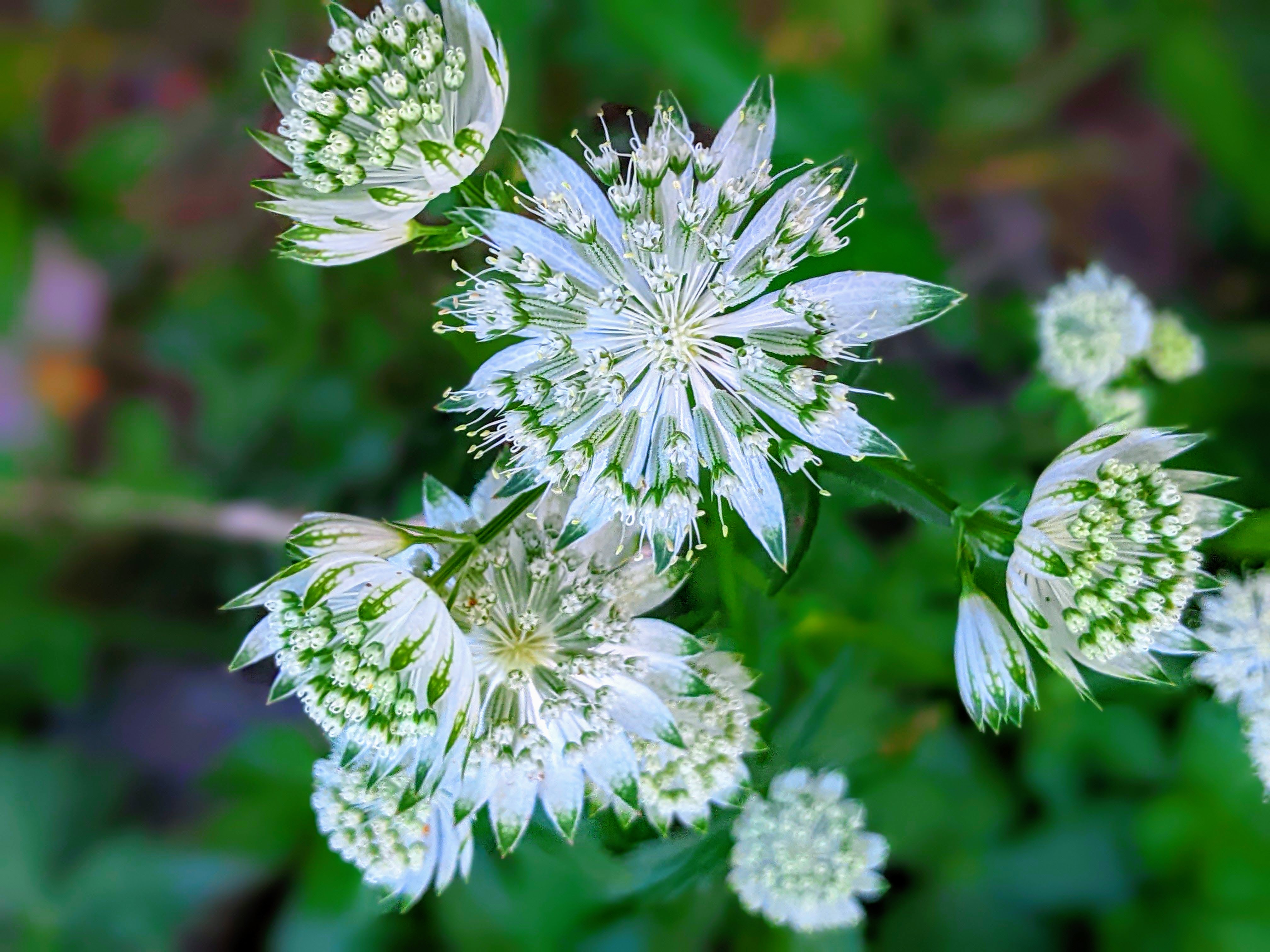 Flores blancas