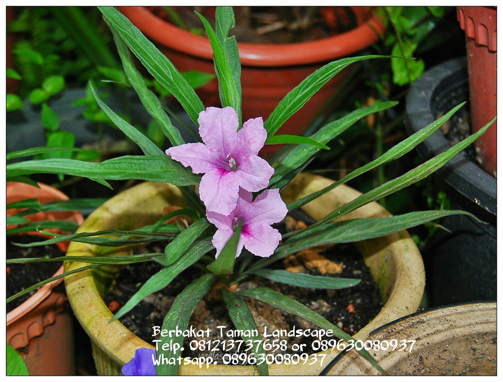 Jual Pohon Ruellia Mini Tanaman Hias Ruellia Mini 