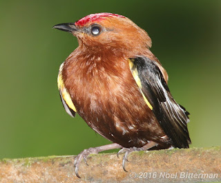 Club-winged Manakin