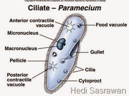 4 Klasifikasi Protista Mirip Hewan Protozoa Hedi Sasrawan 4 Klasifikasi Protista Mirip Hewan Protozoa Hedi Sasrawan