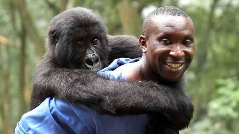 The beloved gorilla Ndakasi, who became famous in the world, passed away Beloved gorilla Ndakasi, who became famous after a selfie with a ranger went viral, has died at the age of 14, after suffering from illness.