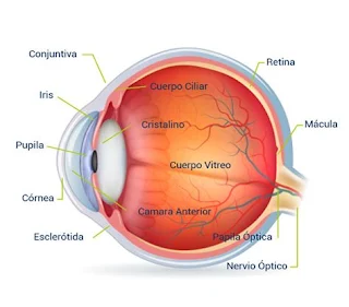 OJO HUMANO