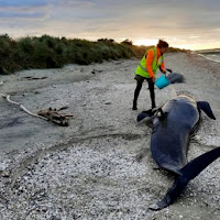 Misteri ratusan ikan paus sering terdampar dan mati di pantai Farewell Spit