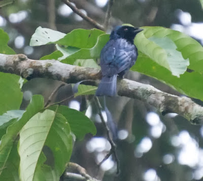 Lesser Racket-tailed Drongo (Dicrurus remifer) 