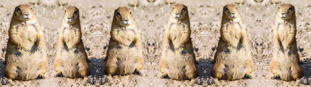 Learn about groundhogs, where they live, what they eat, and how they build their burrows.  Includes a free mini-research printable for classroom use.