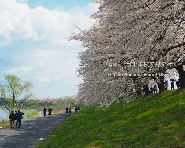 日帰りで宮城の一目千本桜を見に行ってきた