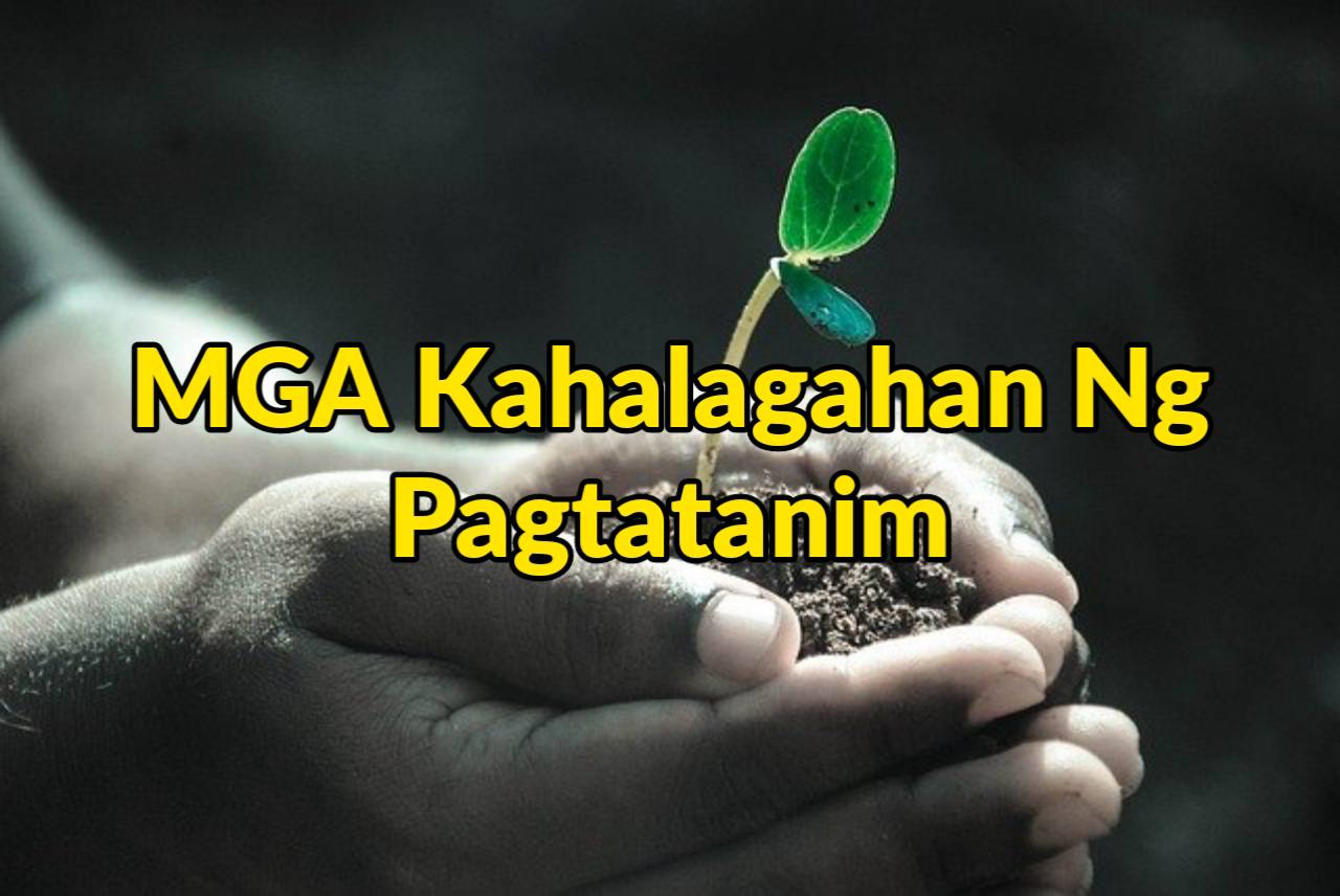 mga kahalagahan ng pagtatanim