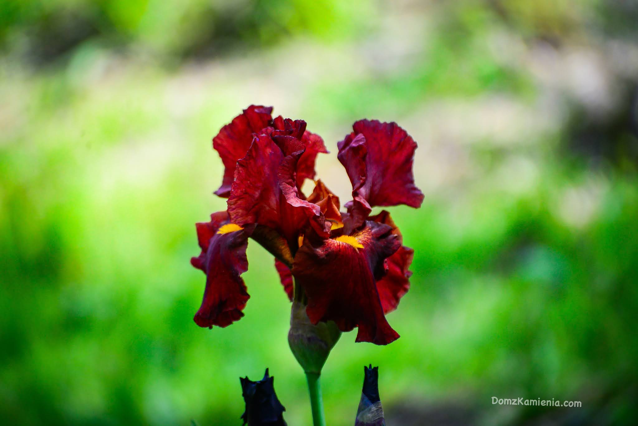 Giardino dell'Iris - Florencja, Dom z Kamienia