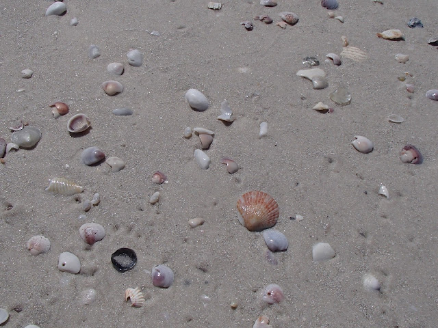 shells on Caladesi Island