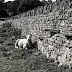 Sheep and a Dry-stone Wall