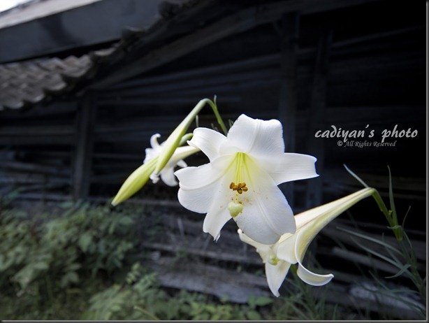 D700_2012-08-29_013