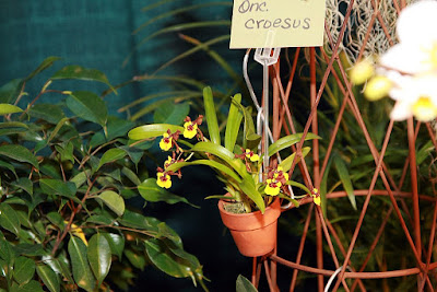 Grow and care Oncidium croesus orchid - The Rich Blooming Oncidium