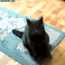 DANCING CAT