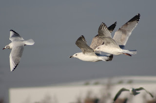 2nd cycle Caspian Gull