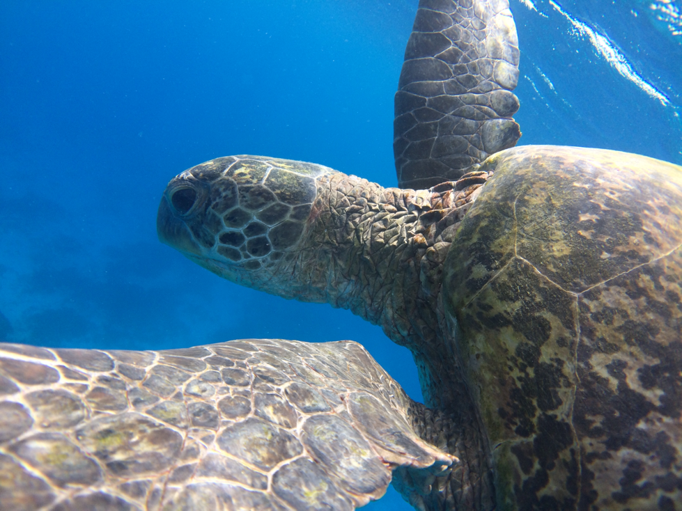 Green Sea turtle, Lady Elliot Island. 