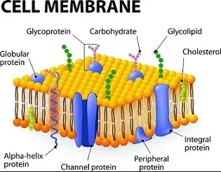 cell in hindi