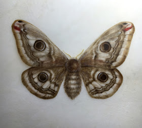 Emperor moth waercolour painting on transparent vellum