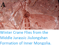 http://sciencythoughts.blogspot.co.uk/2014/06/winter-crane-flies-from-middle-jurassic.html